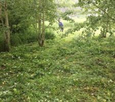 Nettoyage du terrain