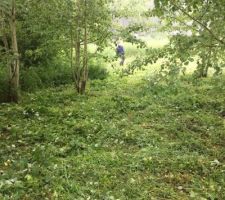 Nettoyage du terrain