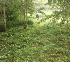 Nettoyage du terrain