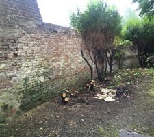 Nettoyage du terrain