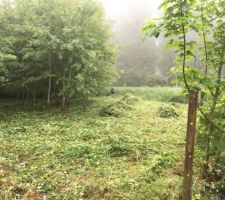 Nettoyage du terrain