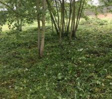 Nettoyage du terrain