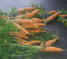 1ere récolte de carottes