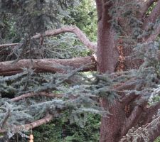 La branche de la taille d'un tronc s'est cassée toute seule et tombée chez le voisin !