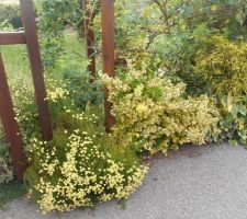 Pour égayer la verdure, le peintre n'avait qu'une seule couleur : du jaune !