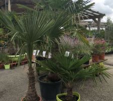 Palmier plantes en triangle
