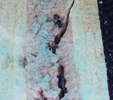 "fixation" des V&eacute;lux...

Fourmis charpenti&egrave;res.