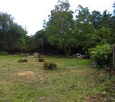 Preparation du terrain - Découpe des arbres