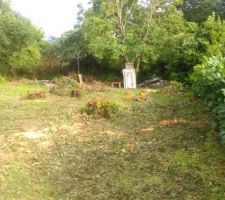 Preparation du terrain - Découpe des arbres