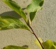 Bourgeon floral Magnolia.