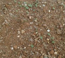 Semis de trèfle blanc (Trifolium repens)