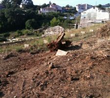 Des souches sur le terrain