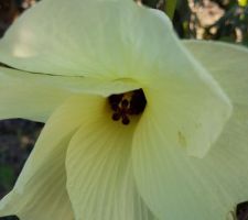 Dernière variété d'hibiscus de notre jardin