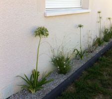 Mise en place des jardinières: bordures beton Castorama, geotextile et gravier calcaire blanc concassé. Plantes auras et agapanthes.