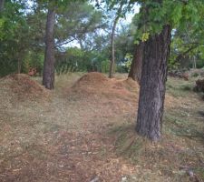 Les branches ont été broyées