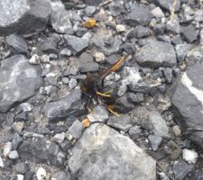 Destruction du nid de frelons asiatiques