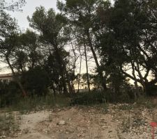 Avant abattage et débroussaillage