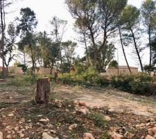 Après abattage on y voit plus clair.