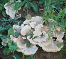 Pas encore de gazon mais les champignons poussent !!!