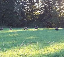 Tous les matins et les soirs, les chamoix sont là.....