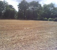 Notre terrain du bout de l'all&eacute;e apr&egrave;s la moisson du bl&eacute;