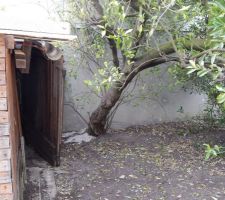 Remise à démolir et arbre à couper!
