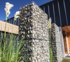 Herbes de la Pampa plantées entre les gabions !