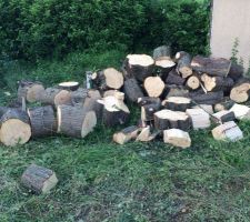 Les arbres ont &eacute;t&eacute; d&eacute;bit&eacute; en tron&ccedil;ons pour &ecirc;tre s&eacute;ch&eacute;s