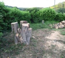 Le terrain apr&egrave;s l'abattage des arbres. Nous ne pouvions pas les laisser.