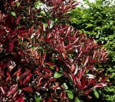 Une photo de photinia