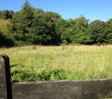 Notre terrain: cette parcelle de 3800m carr&eacute; sera divis&eacute; en 2.