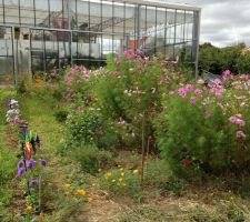 Cosmos dans le jardin