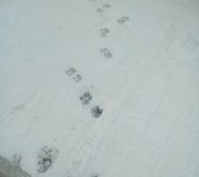 Et voilà les traces du berger allemand sur la dalle!!
