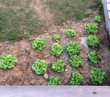 Après mes pommes de terre, mes salades ! Vous riez, mais pour une citadine, c' est MERVEILLEUX !