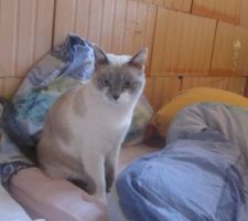 Le chat (Wendy) débarque ! Un peu perturbée la pauvre...