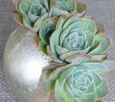 Crassulas