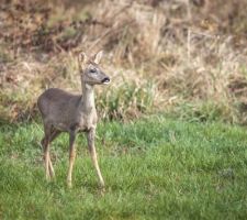 Visite matinale...