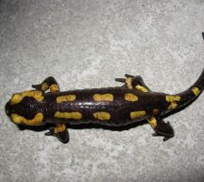 Salamandre