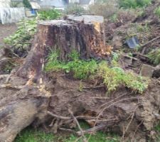 D&eacute;racinement et nettoyage du terrain