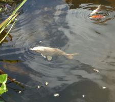 Les3 habitnates du bassin, une grosse koï et 2 petites à l'aise dans leau devenue claire avec la filtration maison