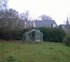 La verrière et la haie de palmes