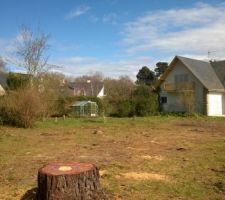 Coupe des grands pins