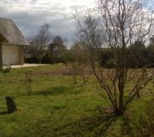 Début de la coupe des arbres