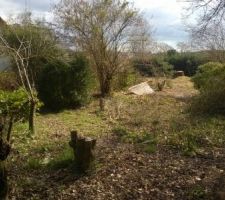 Début de la coupe des arbres