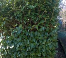 &eacute;paisseur de la haie de palmes au nord du terrain