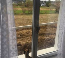 20.10.2016 : Notre chat découvre que la terre est enfin à niveau de la porte-fenêtre !!