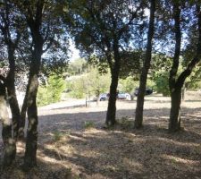 Vue cot&eacute; ouest du terrain, au milieu d'un petite suberaie (petite "for&ecirc;t" de ch&ecirc;nes li&egrave;ges).