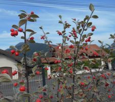 Cotoneaster franchettii (feuillage persistant)