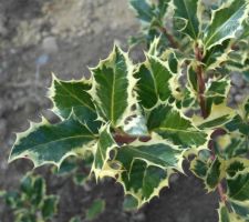 Ilex aquifolium aureomarginata (persistant)