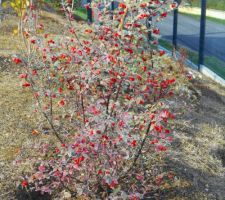 Cotoneaster franchettii (feuillage persistant)